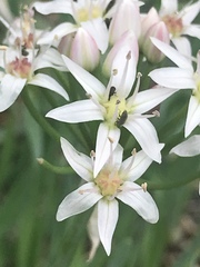 Allium plummerae