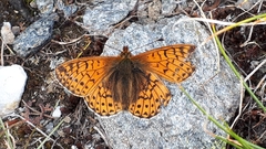 Boloria pales