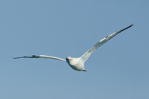 Alcatraz atlántico (Morus bassanus)