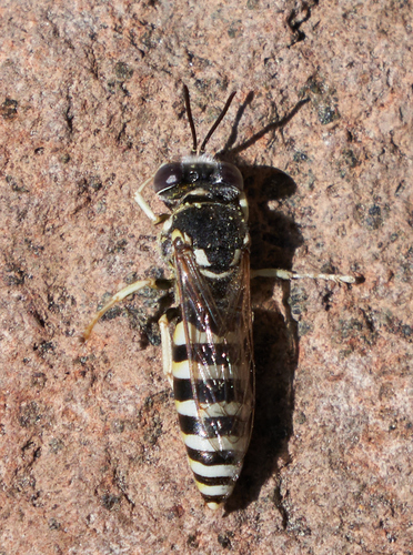 iNaturalist observation photo of Microbembex