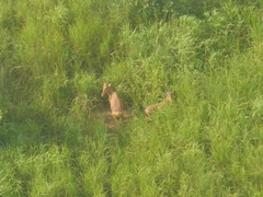 Alcelaphus buselaphus lelwel