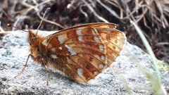 Boloria pales