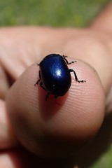 Chrysolinina