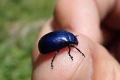 Chrysolinina