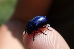 Chrysolinina