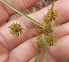 Cyperus retroflexus