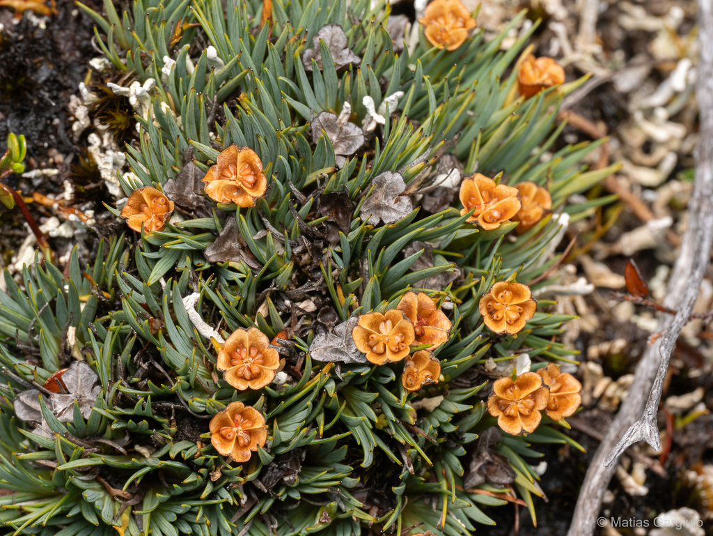 Tapeinia pumila
