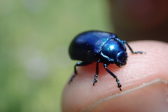 Chrysolinina