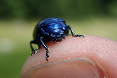 Chrysolinina