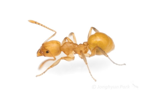 原臭蚁属Aneuretus