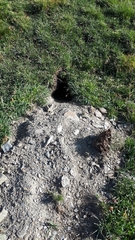 Marmota marmota