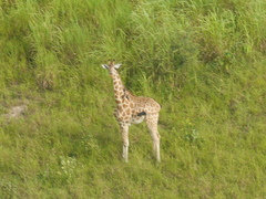 Giraffa camelopardalis antiquorum