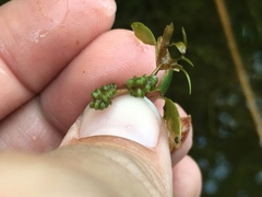 Potamogeton diversifolius