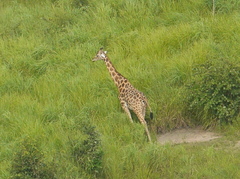 Giraffa camelopardalis antiquorum