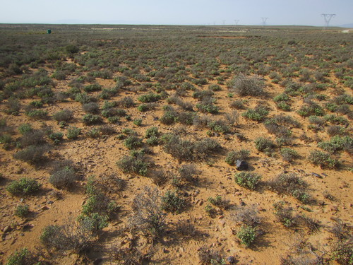 Tanquana prismatica