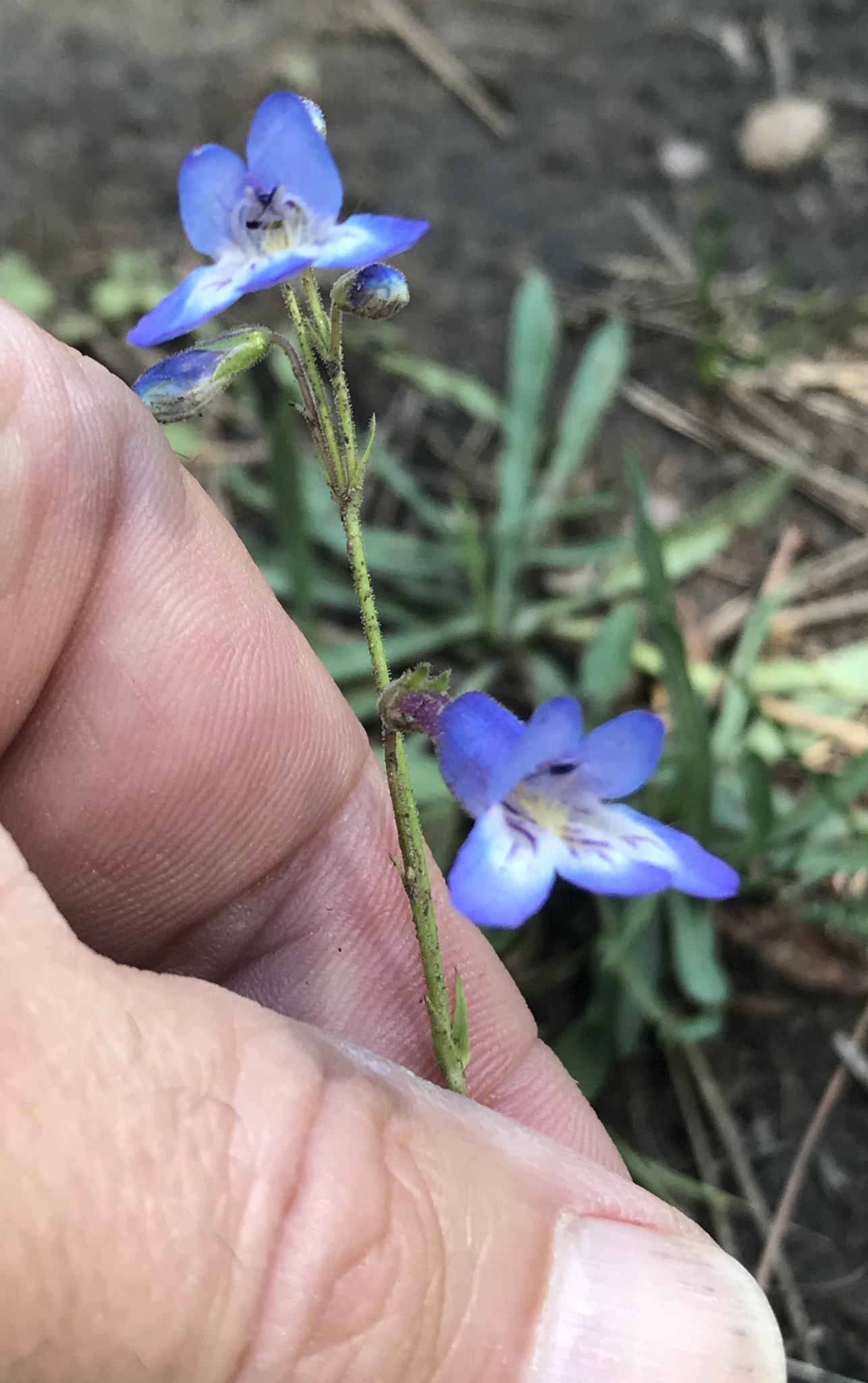 Penstemon griffinii