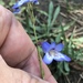 Griffin's Beardtongue - Photo (c) Northcut, some rights reserved (CC BY), uploaded by Northcut