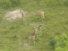 Giraffa camelopardalis antiquorum