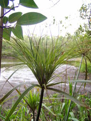 Cyperus giganteus