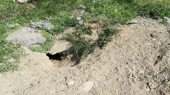 Marmota marmota
