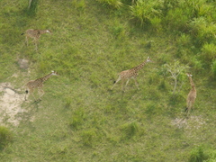 Giraffa camelopardalis antiquorum