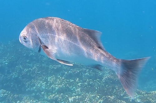 Peruvian grunt (Anisotremus scapularis) — Haemulidae