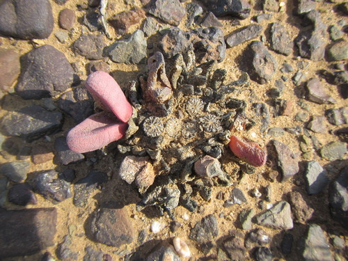 Image of Tanquana prismatica by (c) douglaseustonbrown, some rights reserved (CC BY-SA)