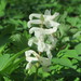 Corydalis - Photo (c) Andreas Rockstein,  זכויות יוצרים חלקיות (CC BY-NC), uploaded by Andreas Rockstein