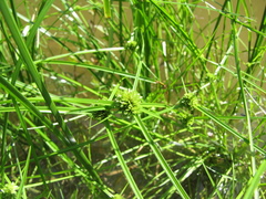 Cyperus humilis