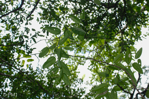 Smilax campestris (Smilax campestris)