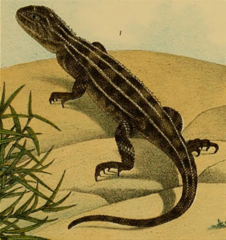 Grassland Earless Dragon photo 3