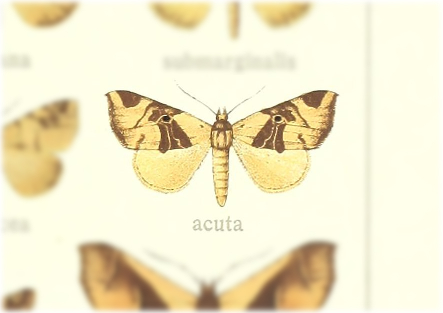 Marcipa acuta