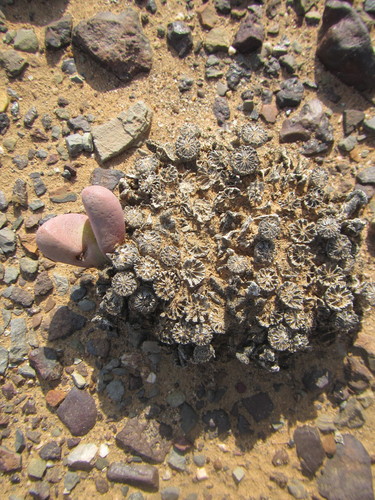 Image of Tanquana prismatica by (c) douglaseustonbrown, some rights reserved (CC BY-SA)