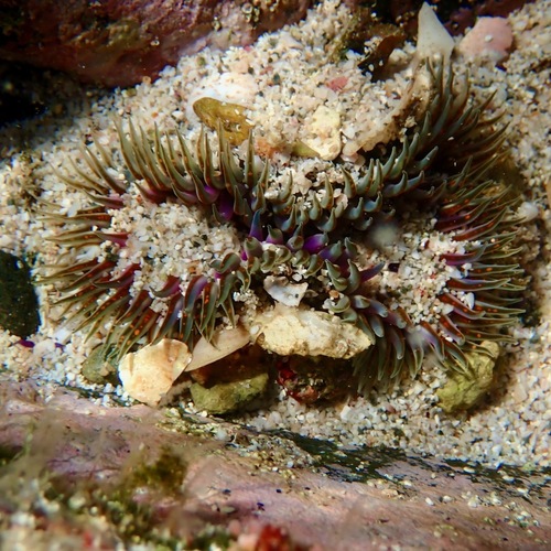 Anthopleura dowii (Anthopleura dowii)