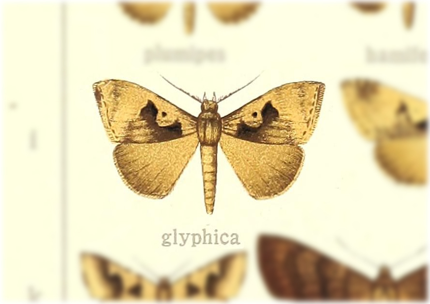 Anoba glyphica