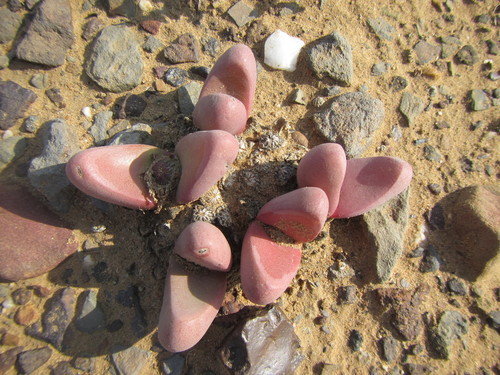 Tanquana prismatica