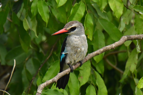 Halcyon senegalensis fuscopileus