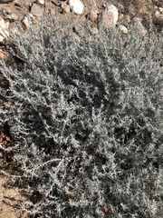 Senecio filaginoides