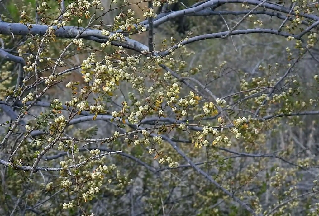 Larrea nitida; photograph Hugo Hulsberg, CC0, iNaturalist via GBIF