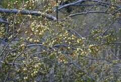 Larrea nitida