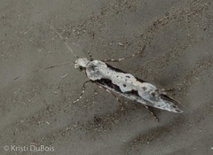 Rhigognostis interrupta