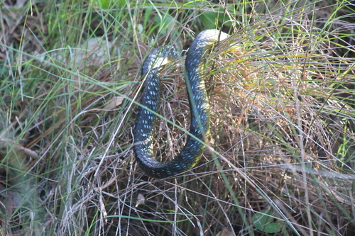 Common Tree Snake sighting