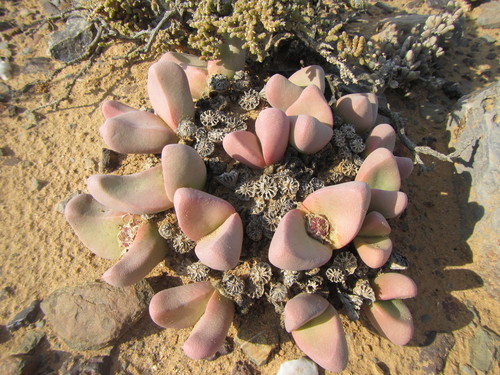 Image of Tanquana prismatica by (c) douglaseustonbrown, some rights reserved (CC BY-SA)