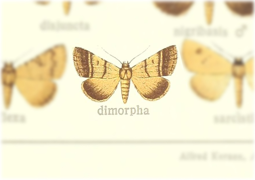 Plecoptera dimorpha
