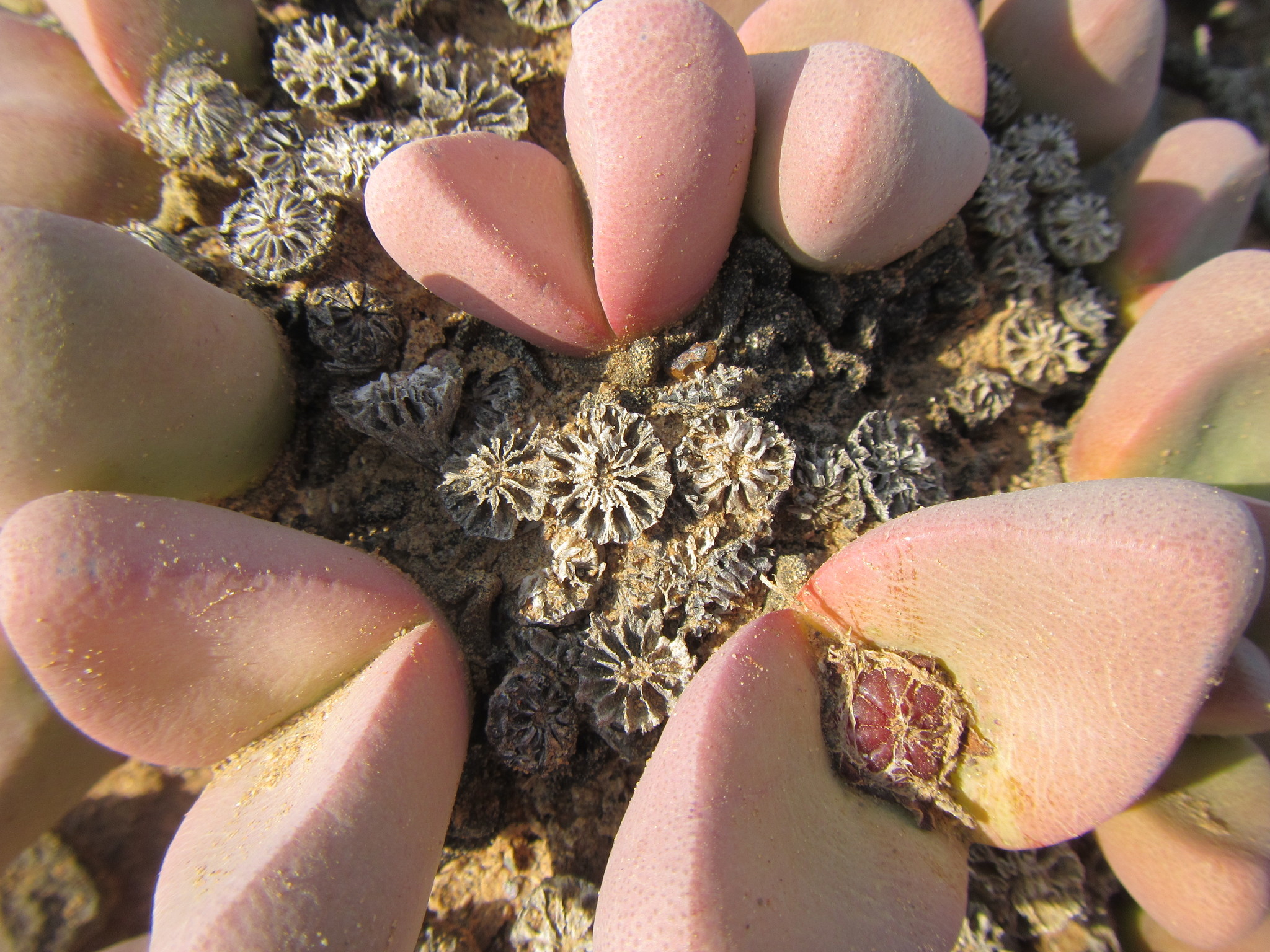 Tanquana prismatica
