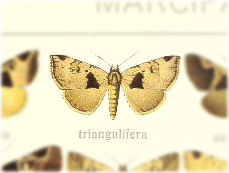 Marcipalina triangulifera