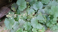 Heuchera parviflora saurensis