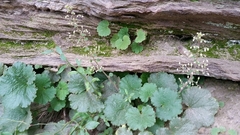 Heuchera parviflora saurensis