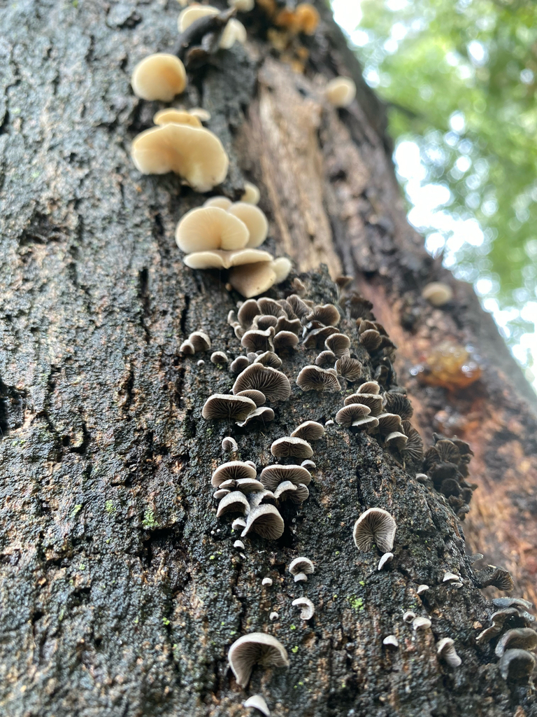 Resupinatus applicatus · February 2025 · photo: © tutitah (iNaturalist, cc0)