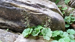 Heuchera parviflora saurensis